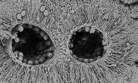 are images made with electronmicroacopes fake